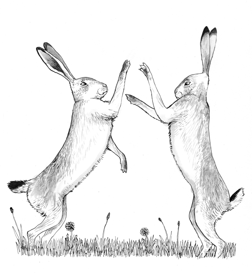 The boxing hares – an illustration from Busy Bee and the Silent Spring